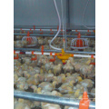 Línea de toma de pollo para pollos de engorde / criador / capa